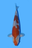Ochiba