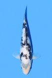 Matsukawabake