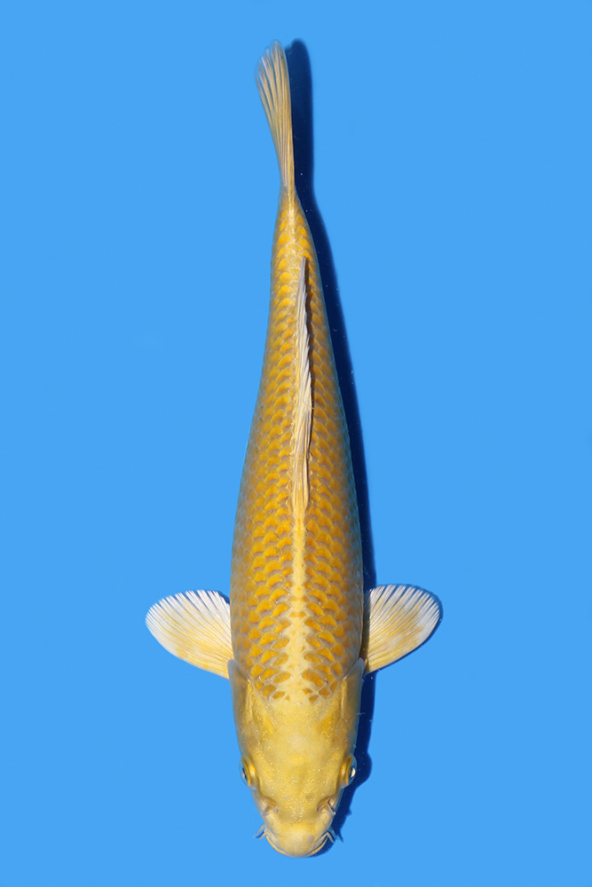 Yamabuki | Koi Wholesale