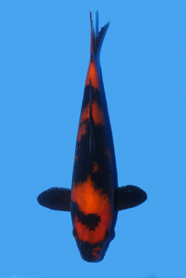 Hi Utsuri | Koi Wholesale