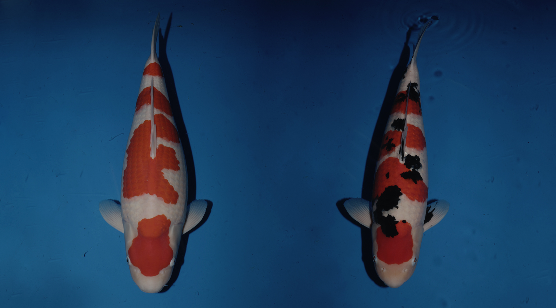 The Finest Quality Japanese Koi