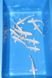 Platinum Ogon