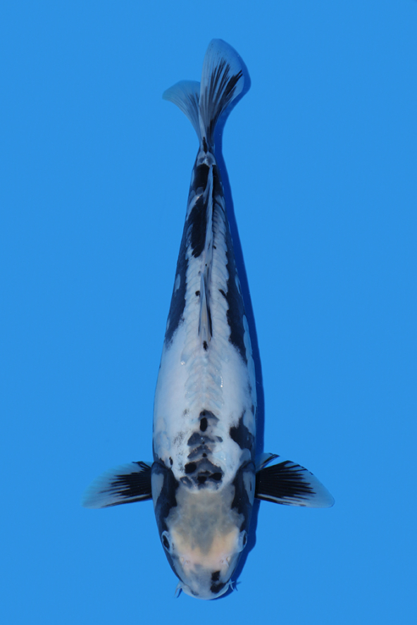 Kumonryu | Koi Wholesale