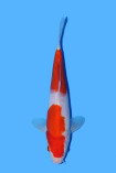 Goromo