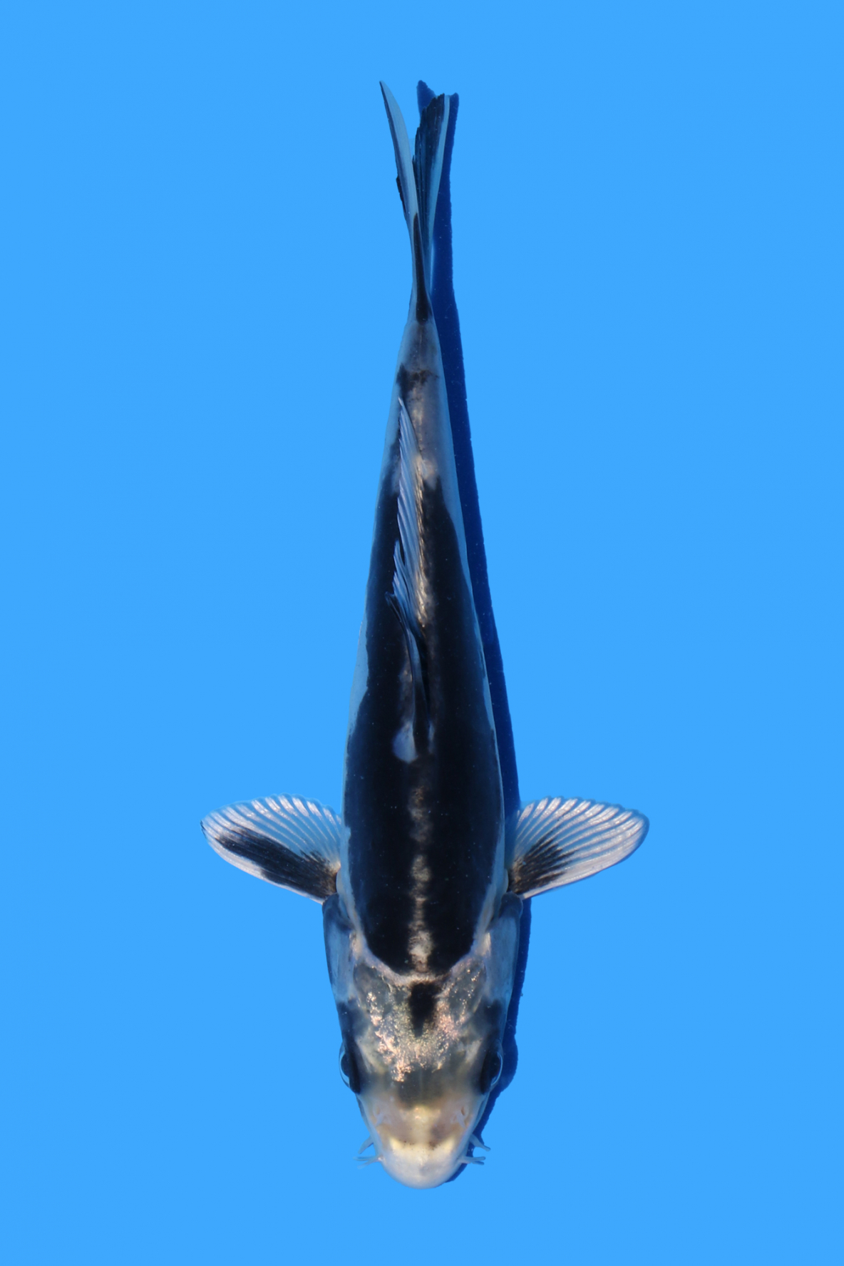 Kikokuryu | Koi Wholesale