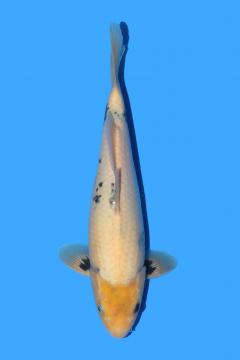 Koi For Sale UK | Imported Japanese Koi | Trade Koi | Koi ...