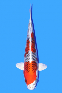 Koi For Sale Uk Imported Japanese Koi Trade Koi Koi Wholesale