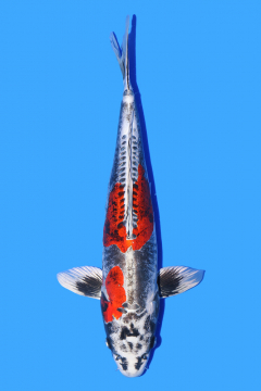 Koi For Sale UK | Imported Japanese Koi | Trade Koi | Koi ...