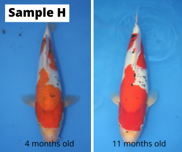 The Difficulties of Predicting How Koi Will Grow Koi Wholesale